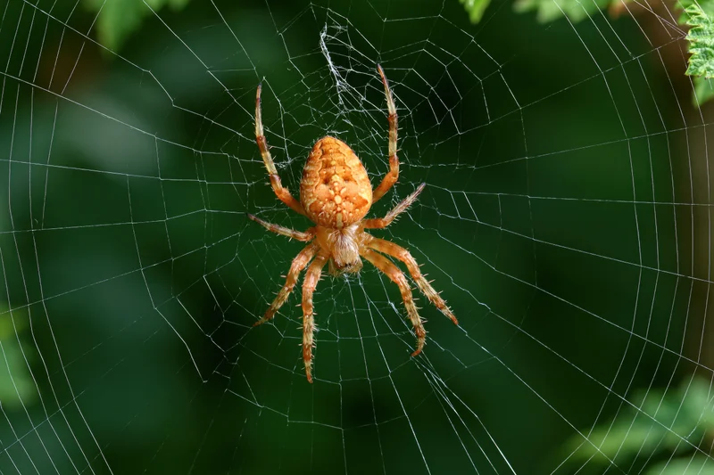 Orange-brown orb weaver spider at center of circular web in green foliage