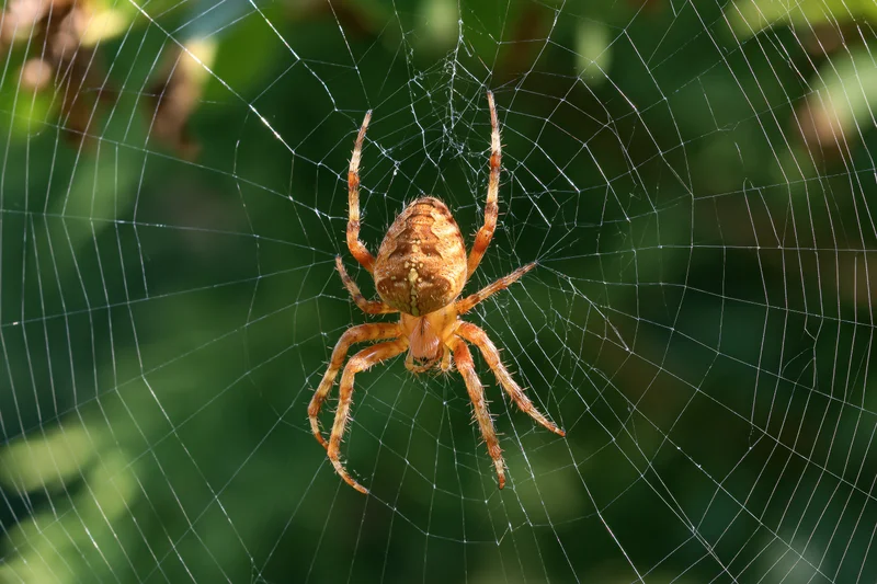 Orb weaver spider at center of its web in a sunlit garden setting