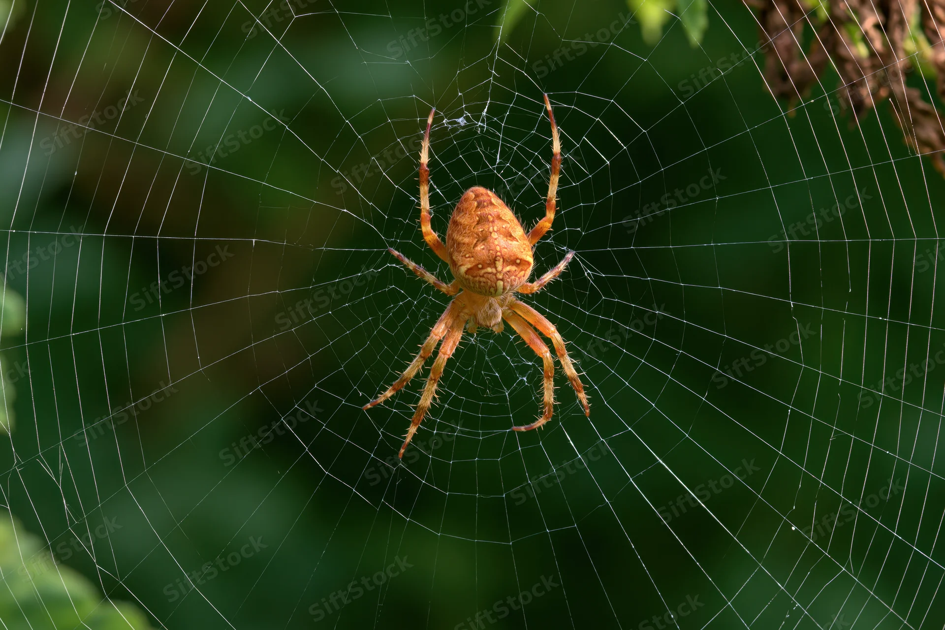 Orange-brown orb weaver spider at center of circular web in green foliage