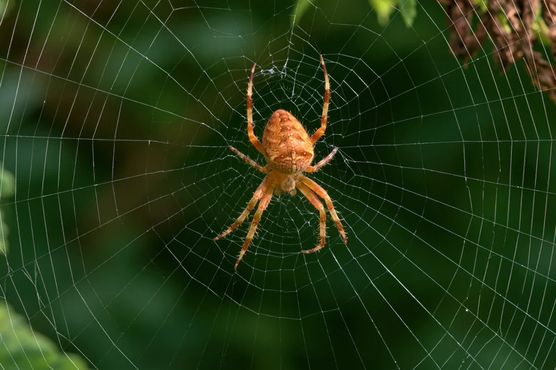 Orange-brown orb weaver spider at center of circular web in green foliage