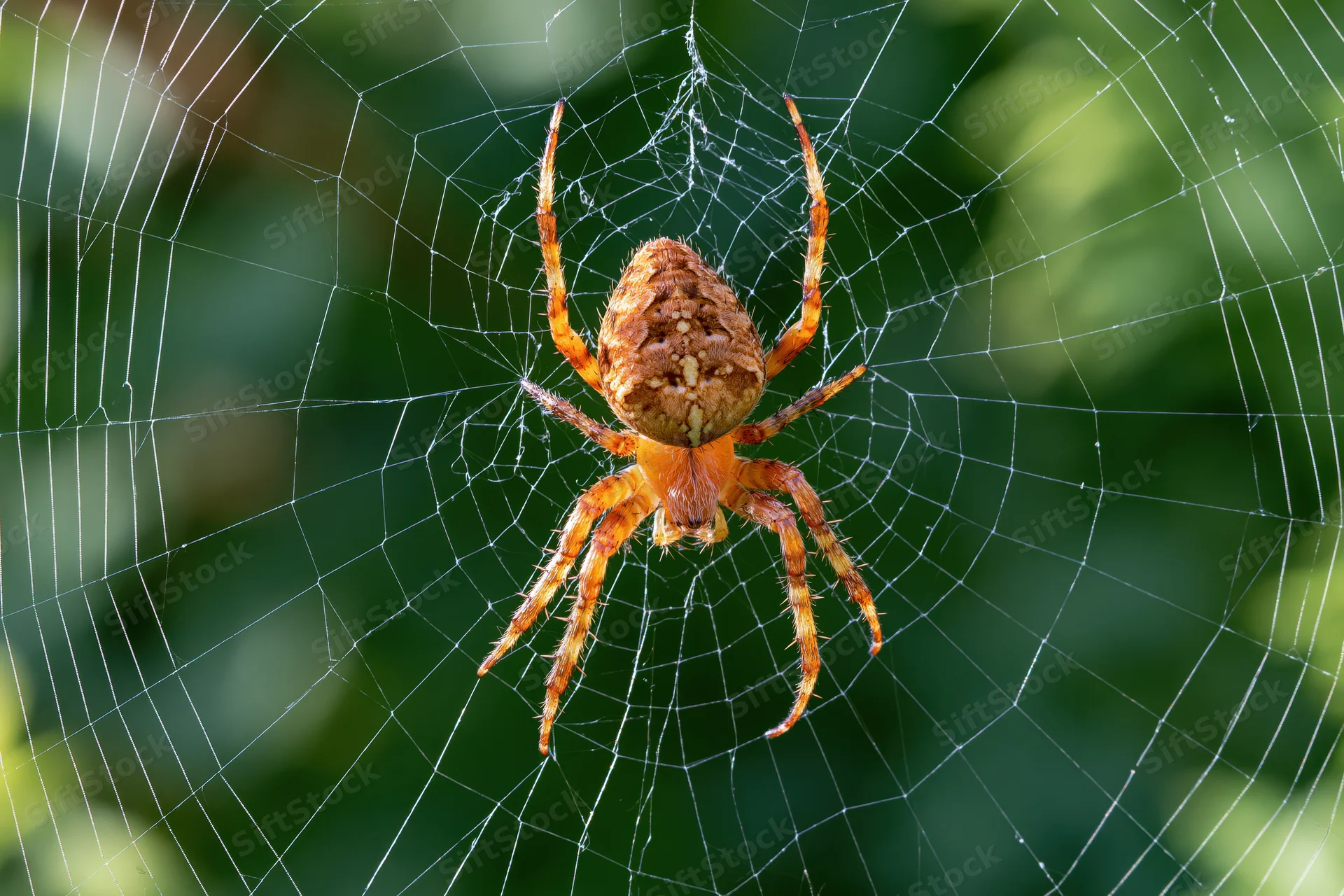 Orange-brown orb weaver spider at center of intricate web in green foliage background