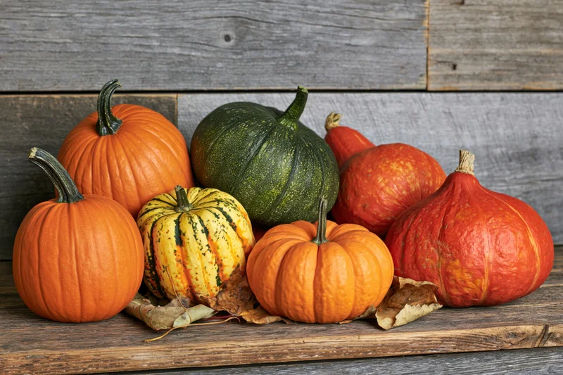 Assorted pumpkins and gourds arranged casually on a wooden table against a rustic plank wall