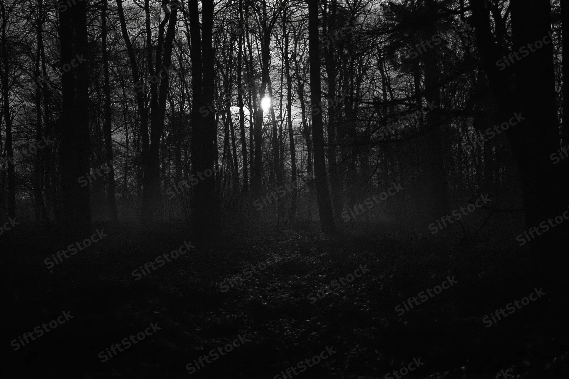 Bare deciduous trees silhouetted in a foggy forest at night with full moon glowing through branches