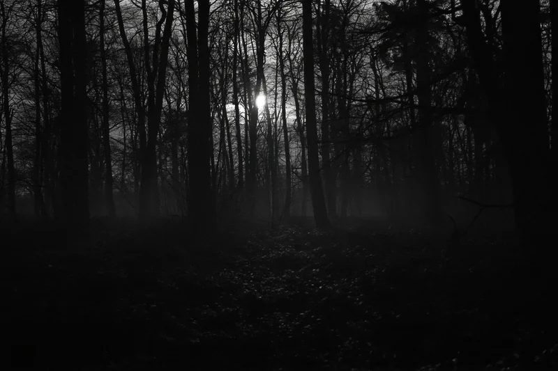 Bare deciduous trees silhouetted in a foggy forest at night with full moon glowing through branches
