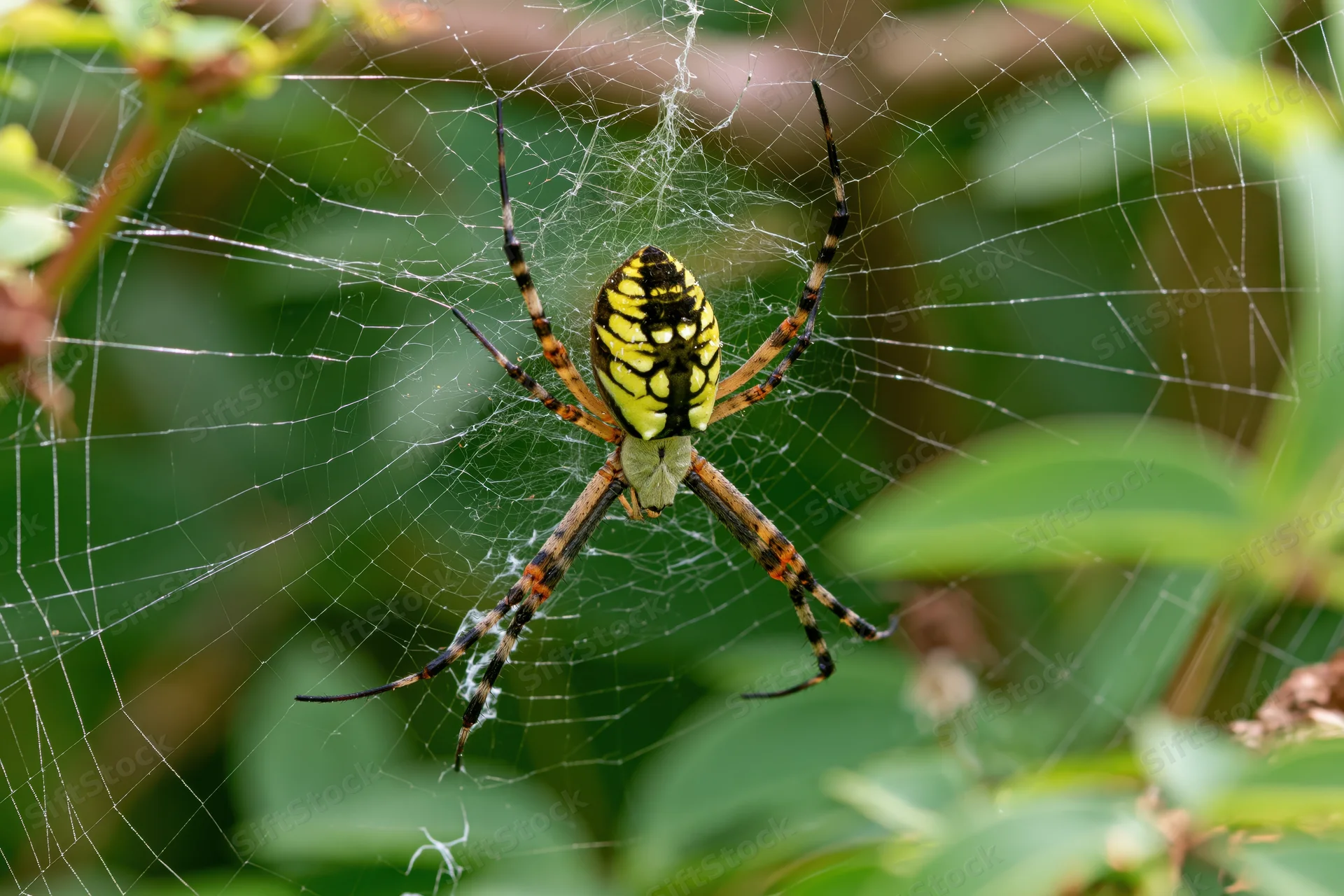 Black and yellow garden spider centered on its orb web among green foliage