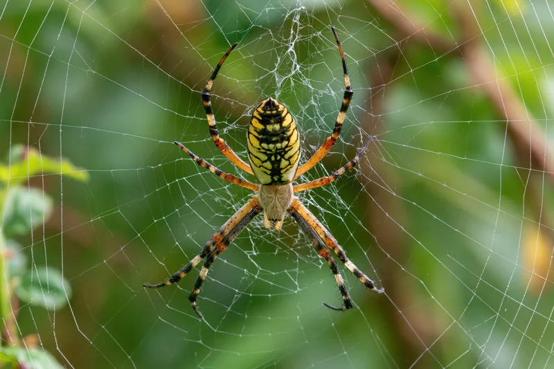 Black and yellow garden spider centered on its orb web in green foliage