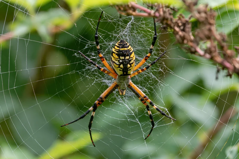 Black and yellow garden spider centered on its orb web among green foliage