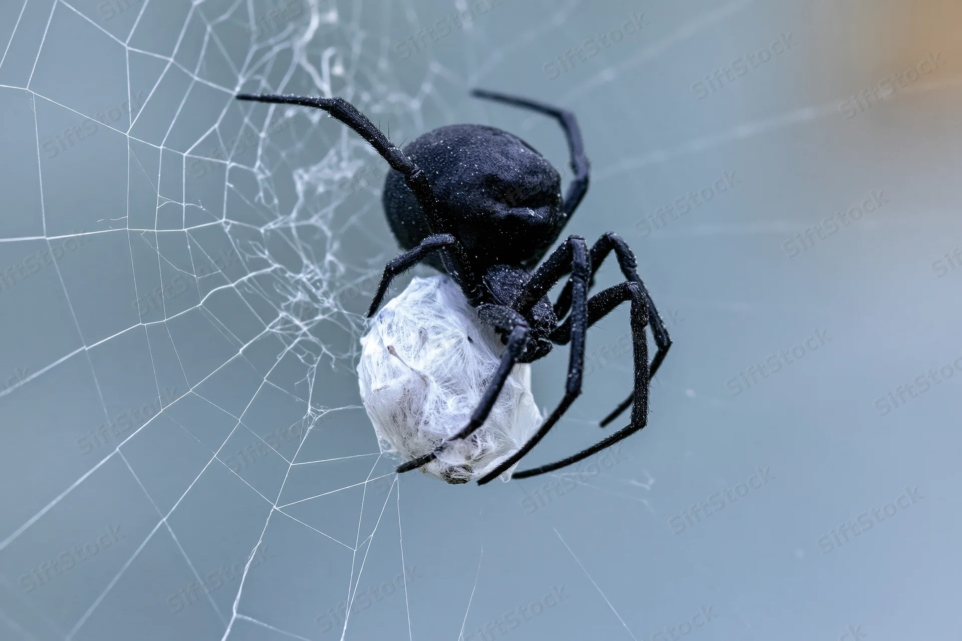 Black spider clutching silk-wrapped insect prey on web in natural setting