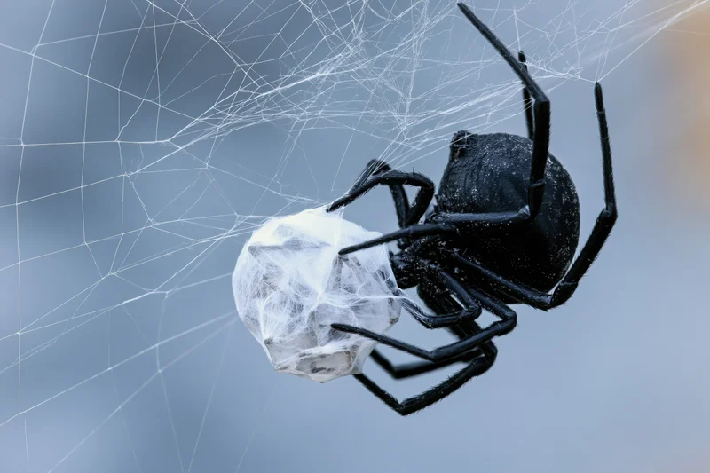 Black spider clutching silk-wrapped insect prey on web