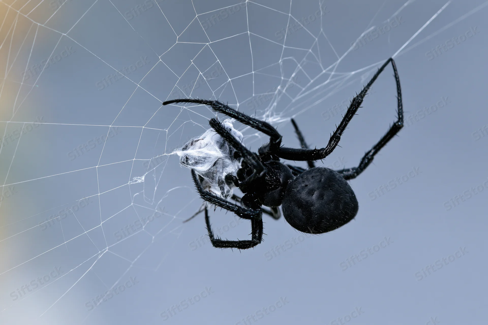 Black spider clutching silk-wrapped insect prey on web outdoors