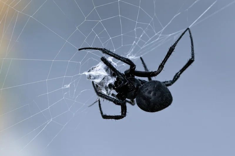 Black spider clutching silk-wrapped insect prey on web outdoors