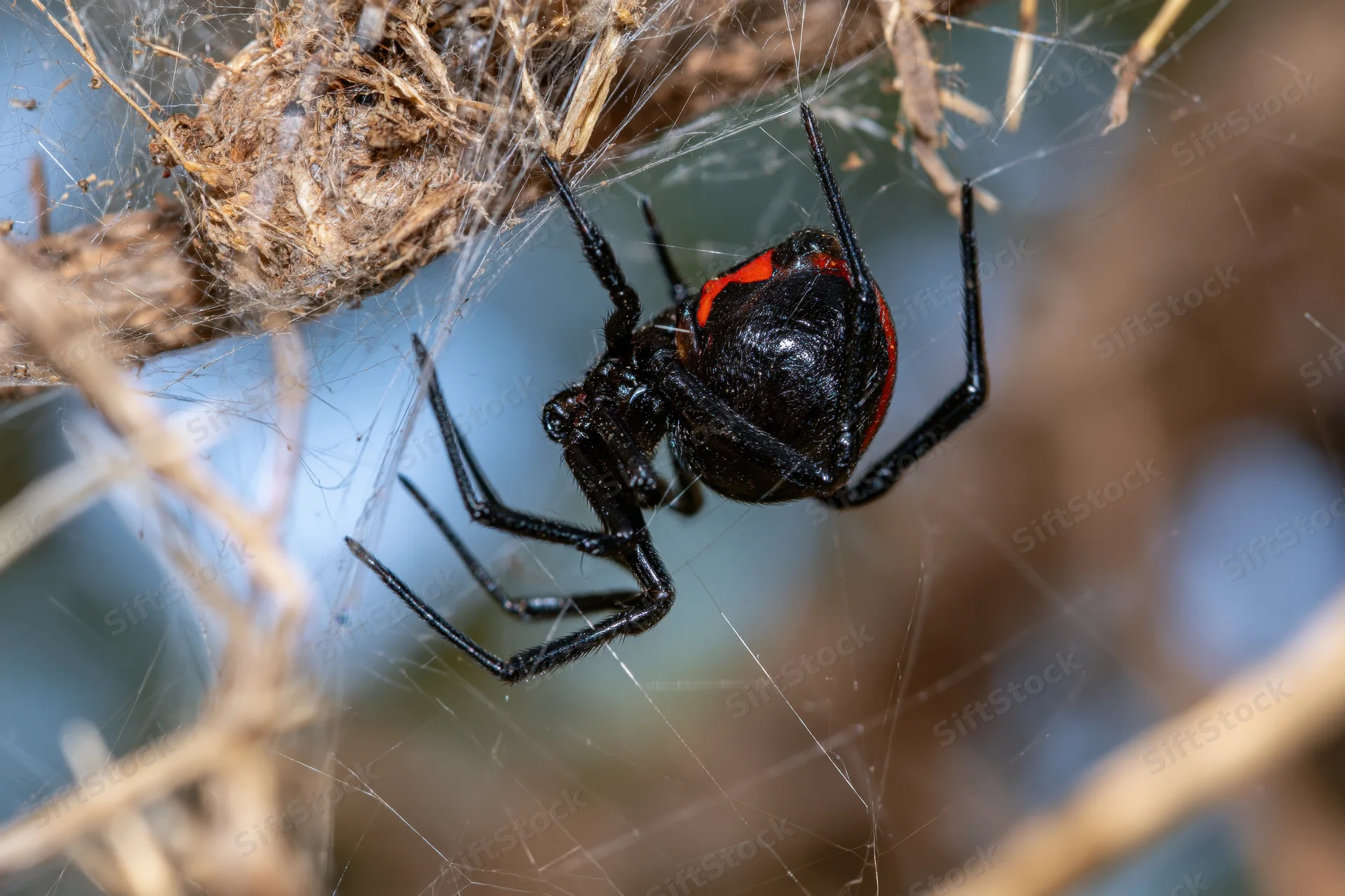 Black widow spider clinging upside-down in its tangled web among dry twigs and branches