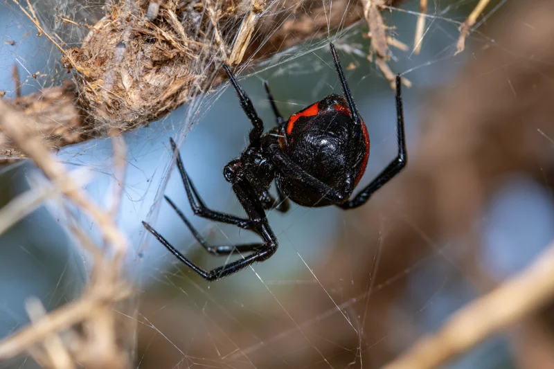 Black widow spider clinging upside-down in its tangled web among dry twigs and branches