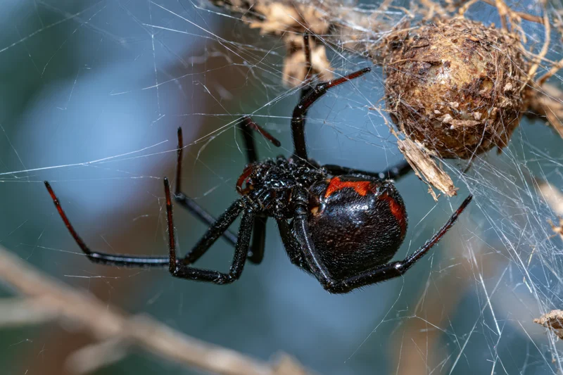 Black widow spider clinging upside-down in its tangled web near an egg sac