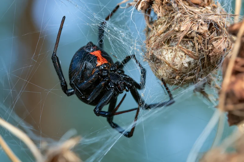 Black widow spider clinging upside-down in its tangled web near an egg sac