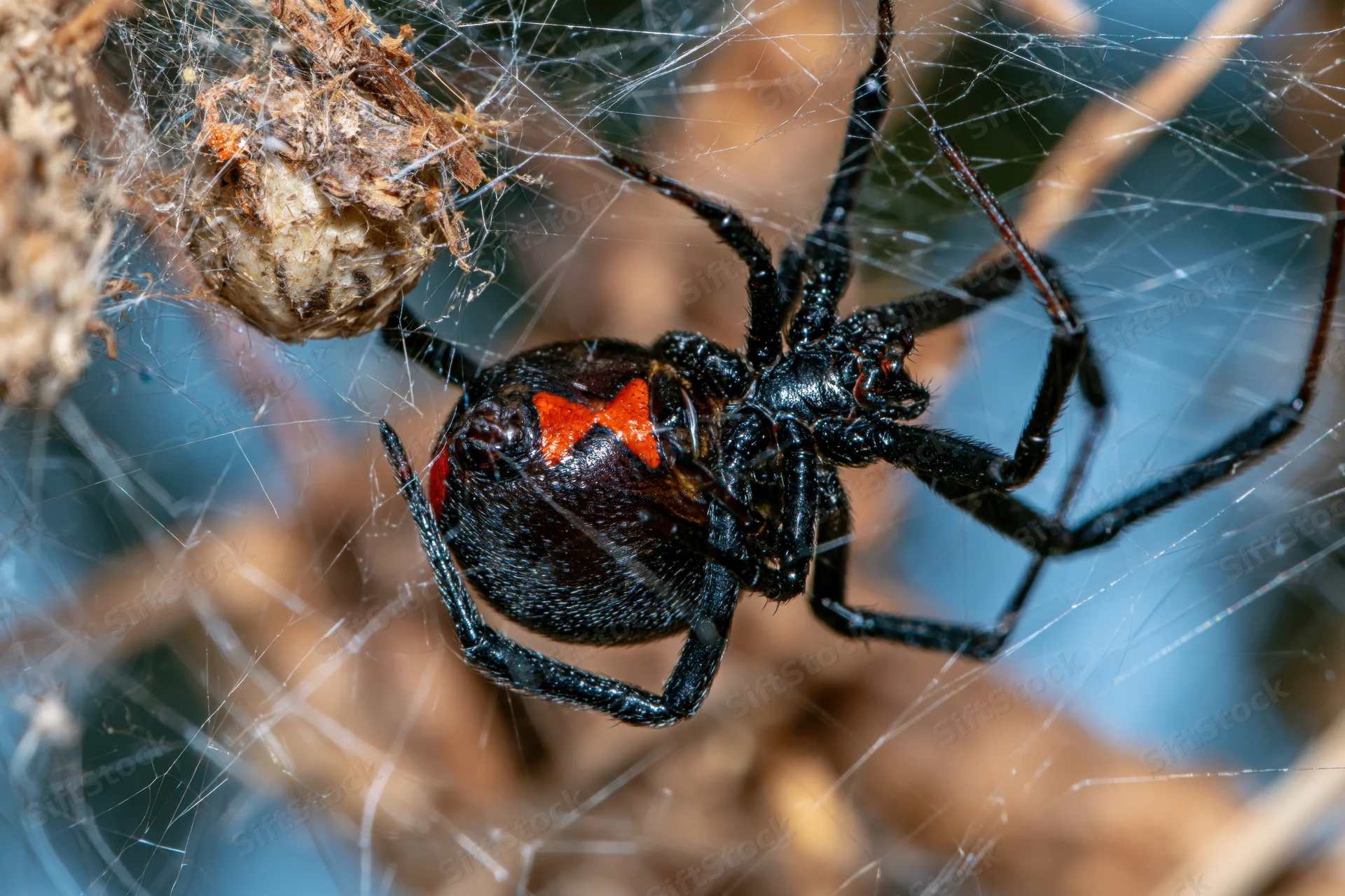Black widow spider clinging upside-down in its tangled web among dry twigs and branches