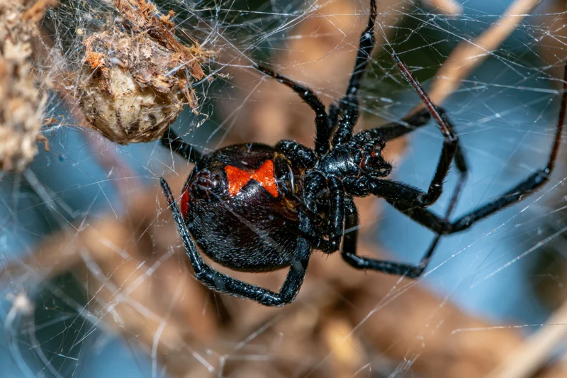 Black widow spider clinging upside-down in its tangled web among dry twigs and branches
