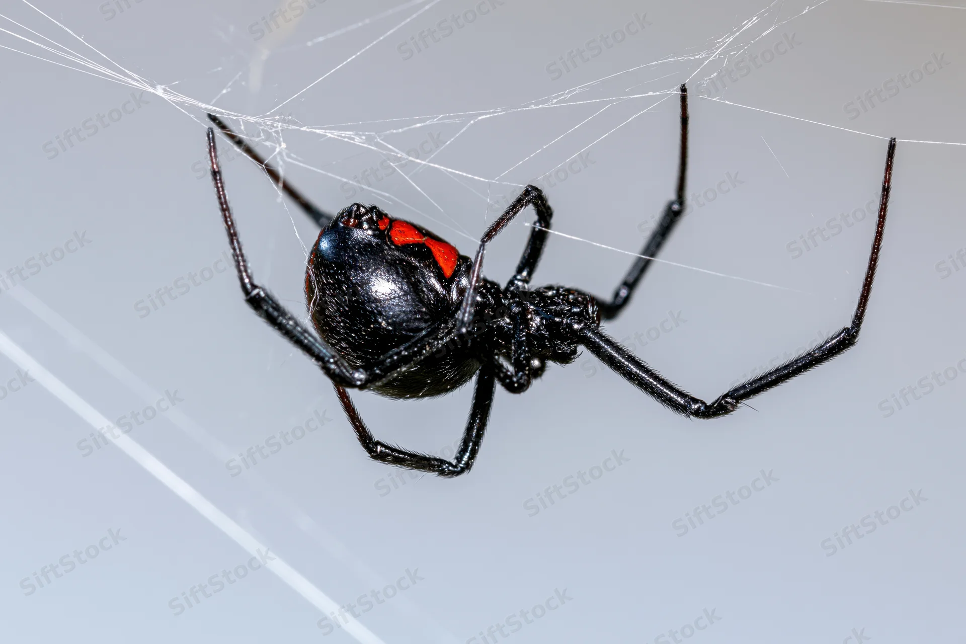 Black widow spider clinging upside-down to irregular silk web