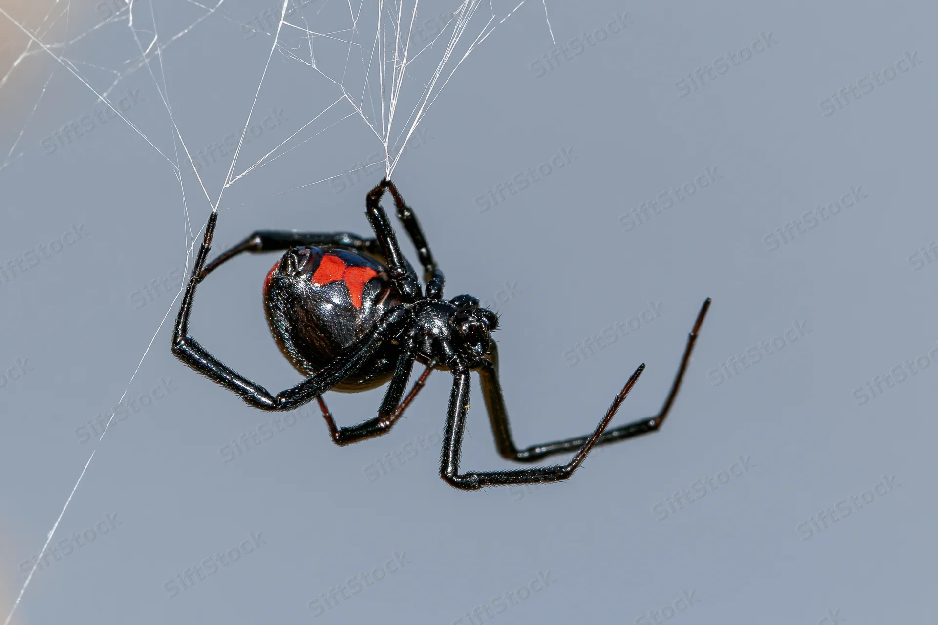 Black widow spider clinging upside-down to irregular silk web against gray sky