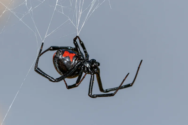 Black widow spider clinging upside-down to irregular silk web against gray sky