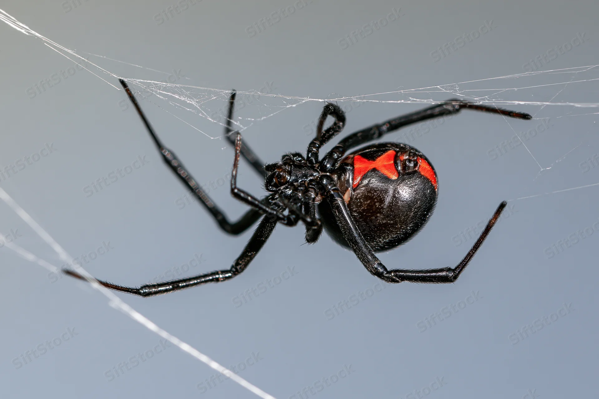 Black widow spider clinging upside-down to irregular silk web