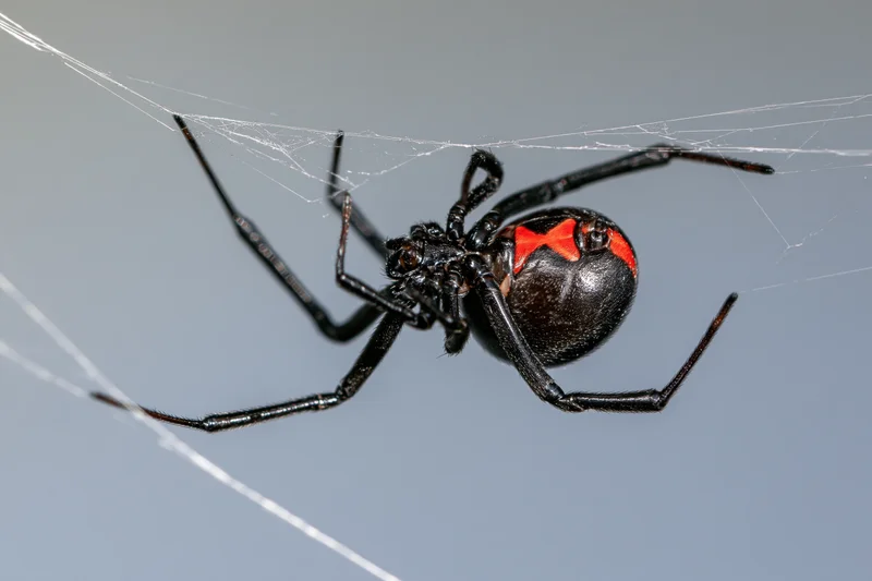 Black widow spider clinging upside-down to irregular silk web
