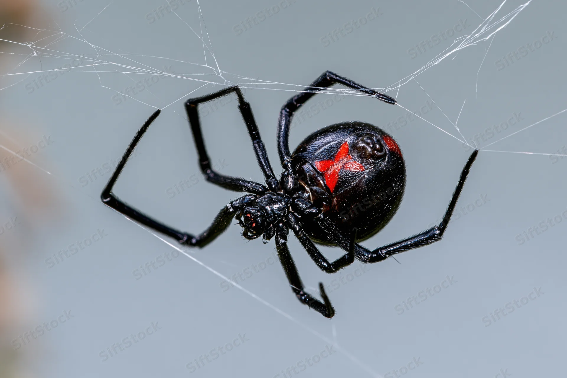 Black widow spider clinging upside-down to irregular silk web