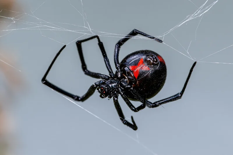 Black widow spider clinging upside-down to irregular silk web