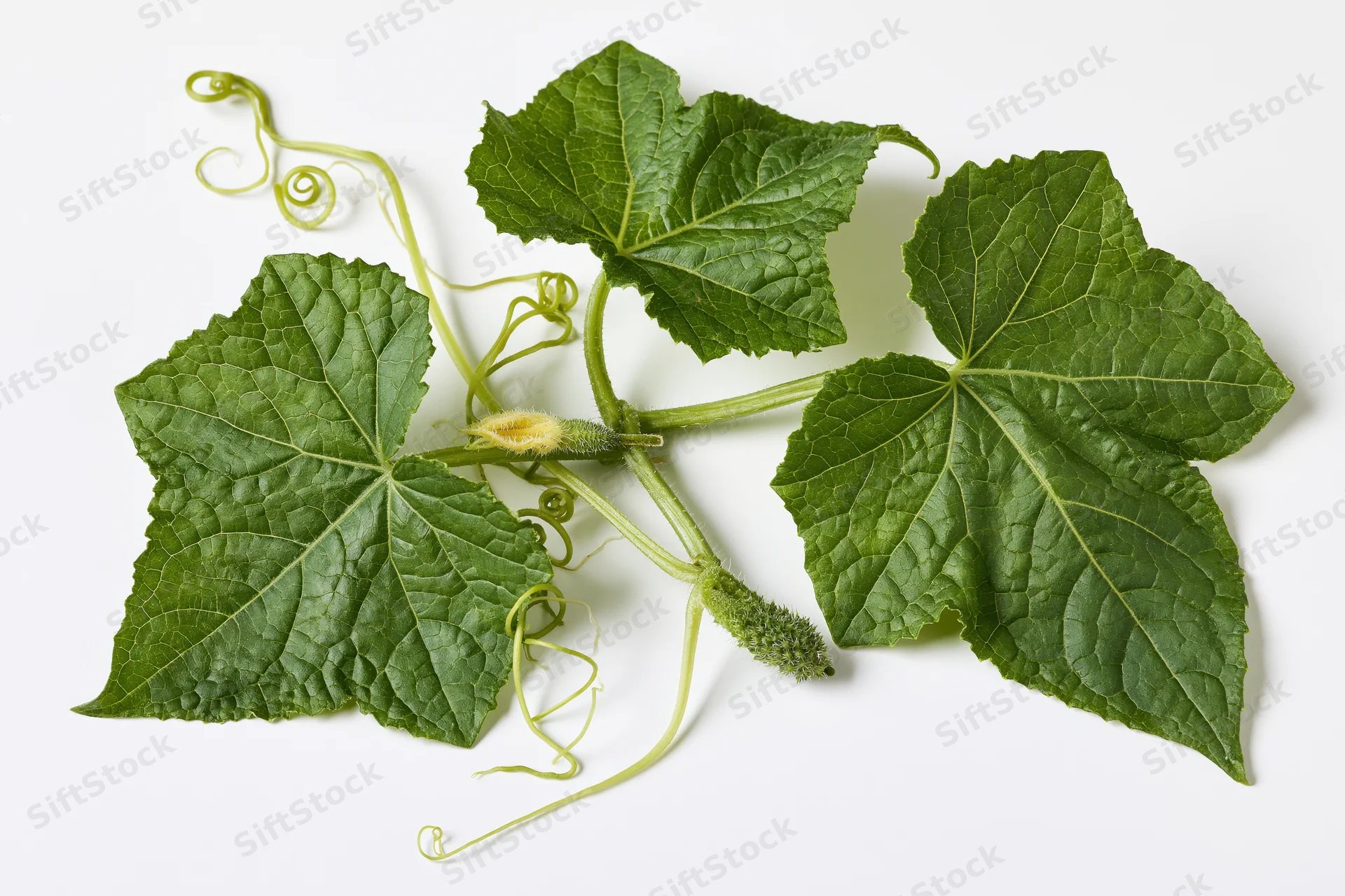 Cucumber vine cutting with three broad lobed leaves and tendrils on white background