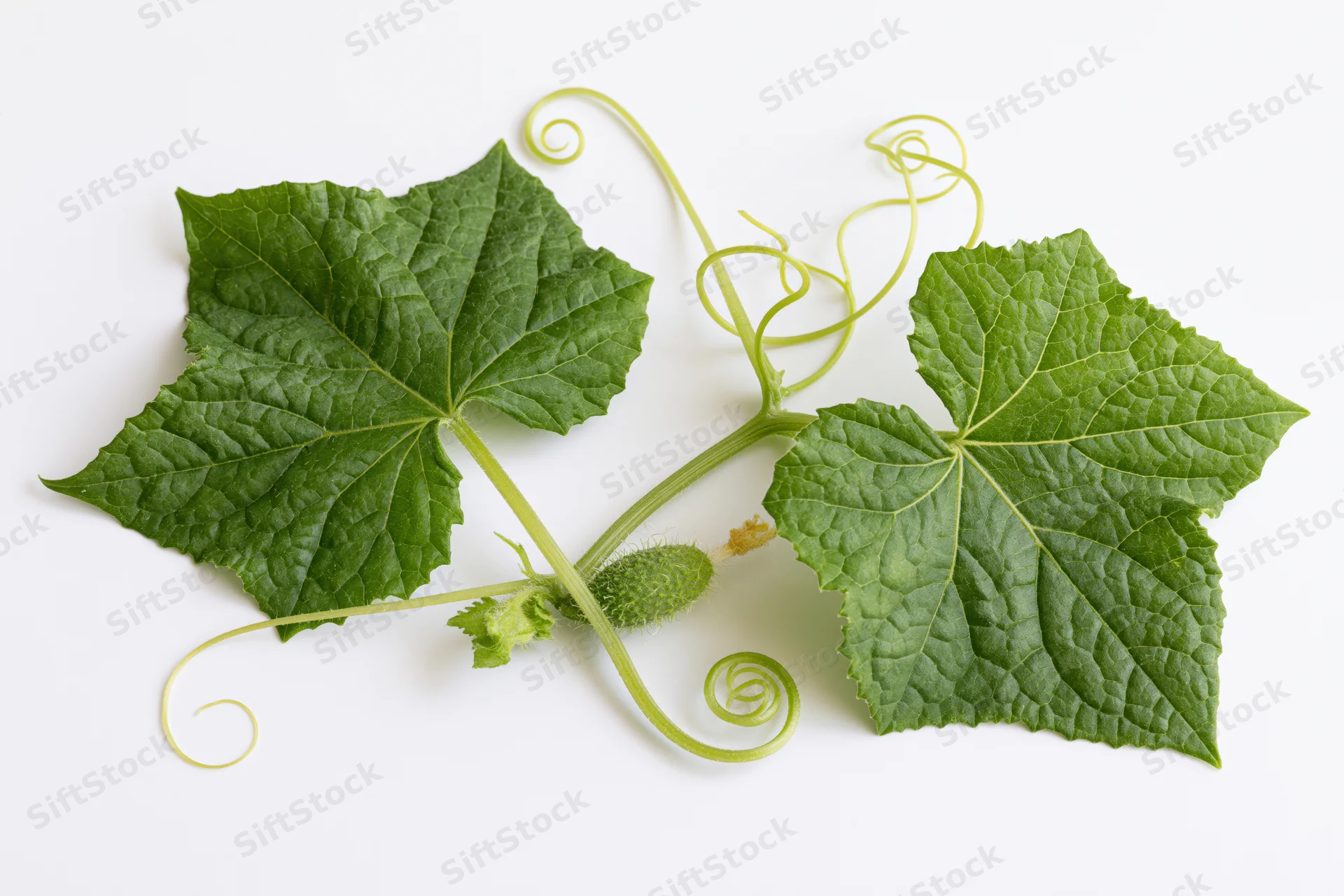 Cucumber vine with broad leaves and curling tendrils on white background