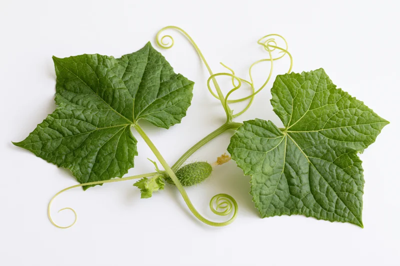 Cucumber vine with broad leaves and curling tendrils on white background