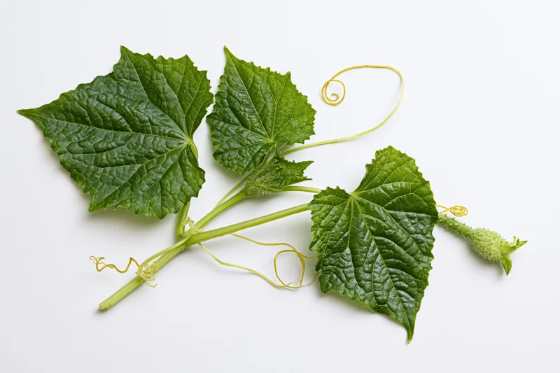 Cucumber vine cutting with three broad lobed leaves and curling tendrils on white background