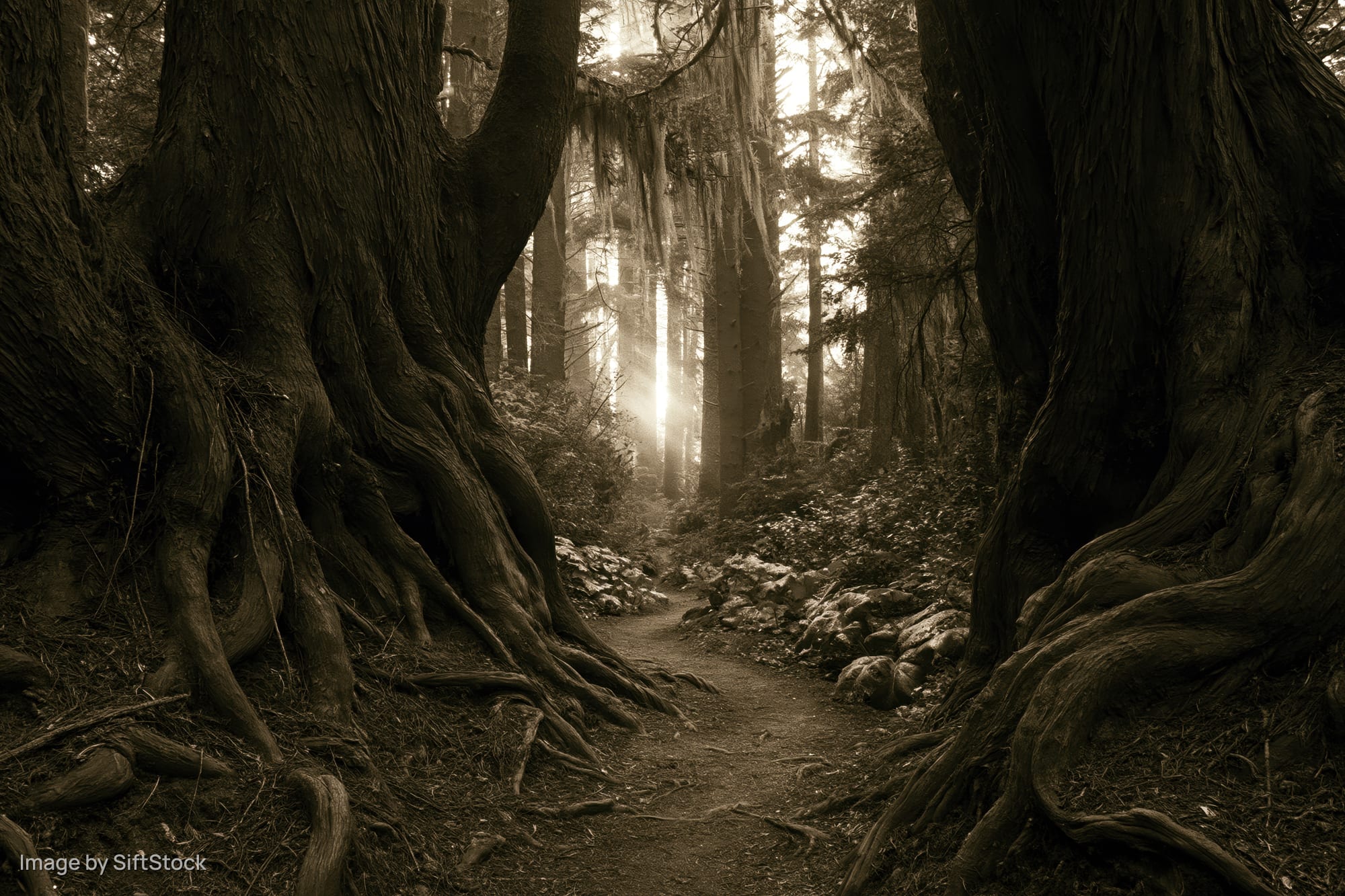 Narrow dirt path winding through ancient forest flanked by massive gnarled trees with exposed roots and dappled sunlight filtering through canopy