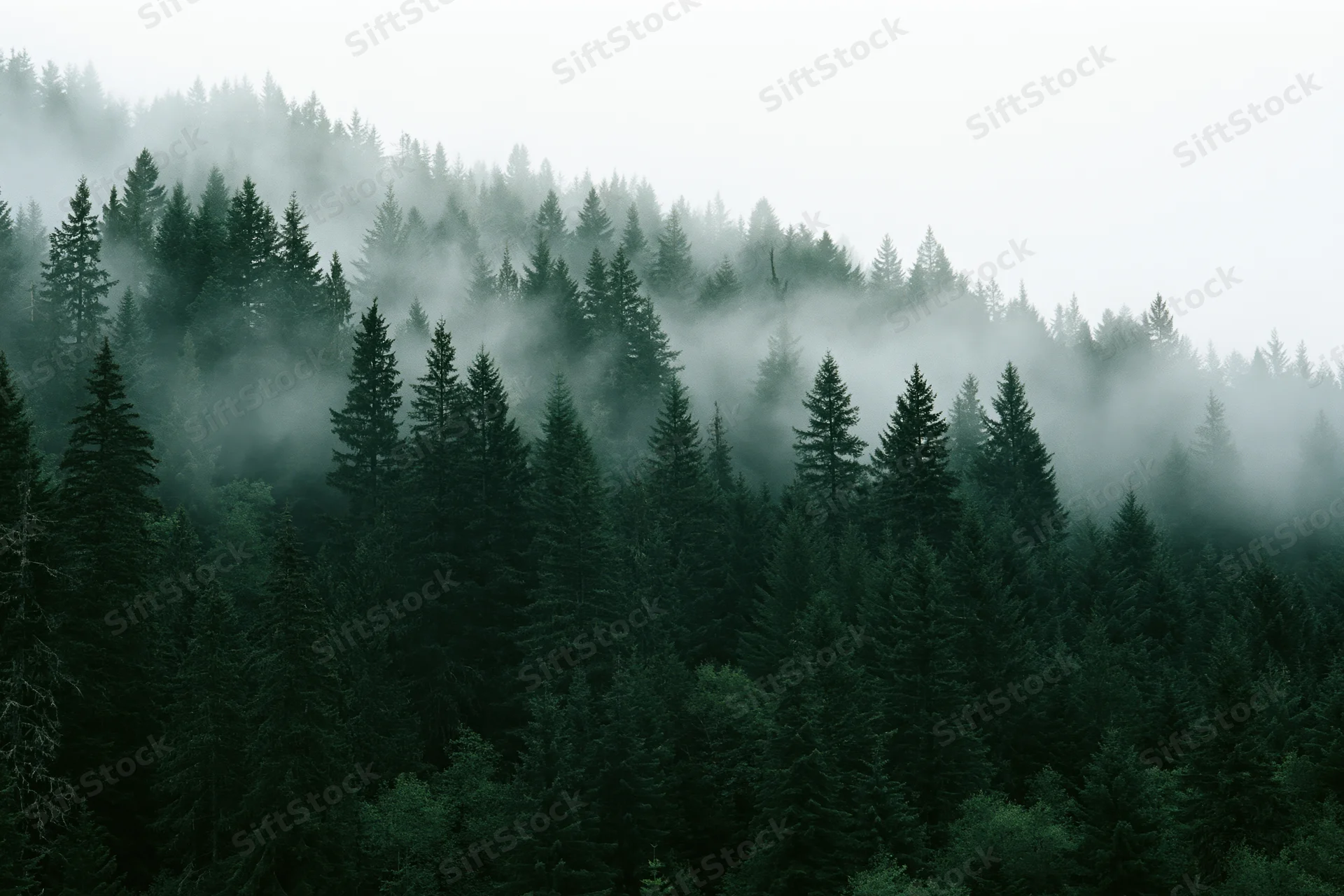 Dense conifer forest blanketed in rolling mist on a mountain slope