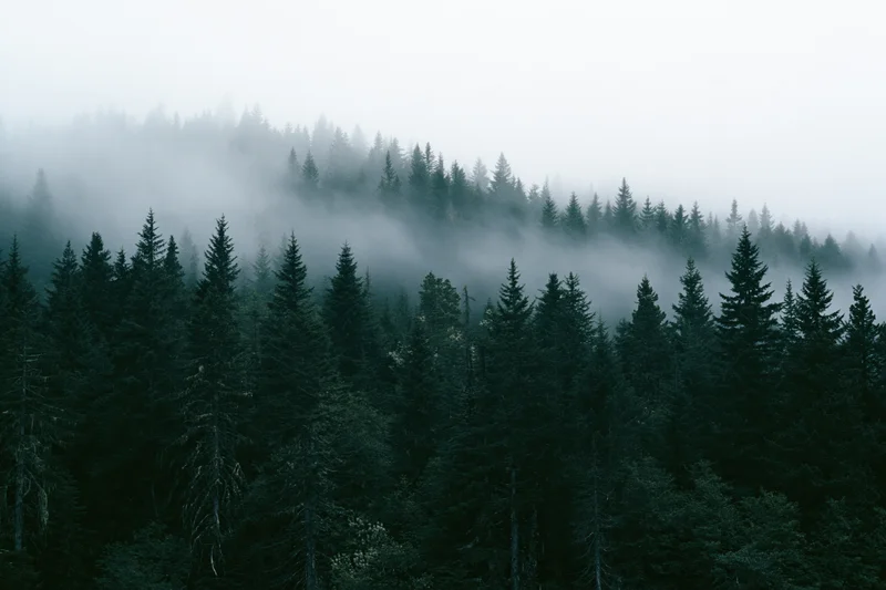 Dense conifer forest blanketed in rolling fog on a mountain slope