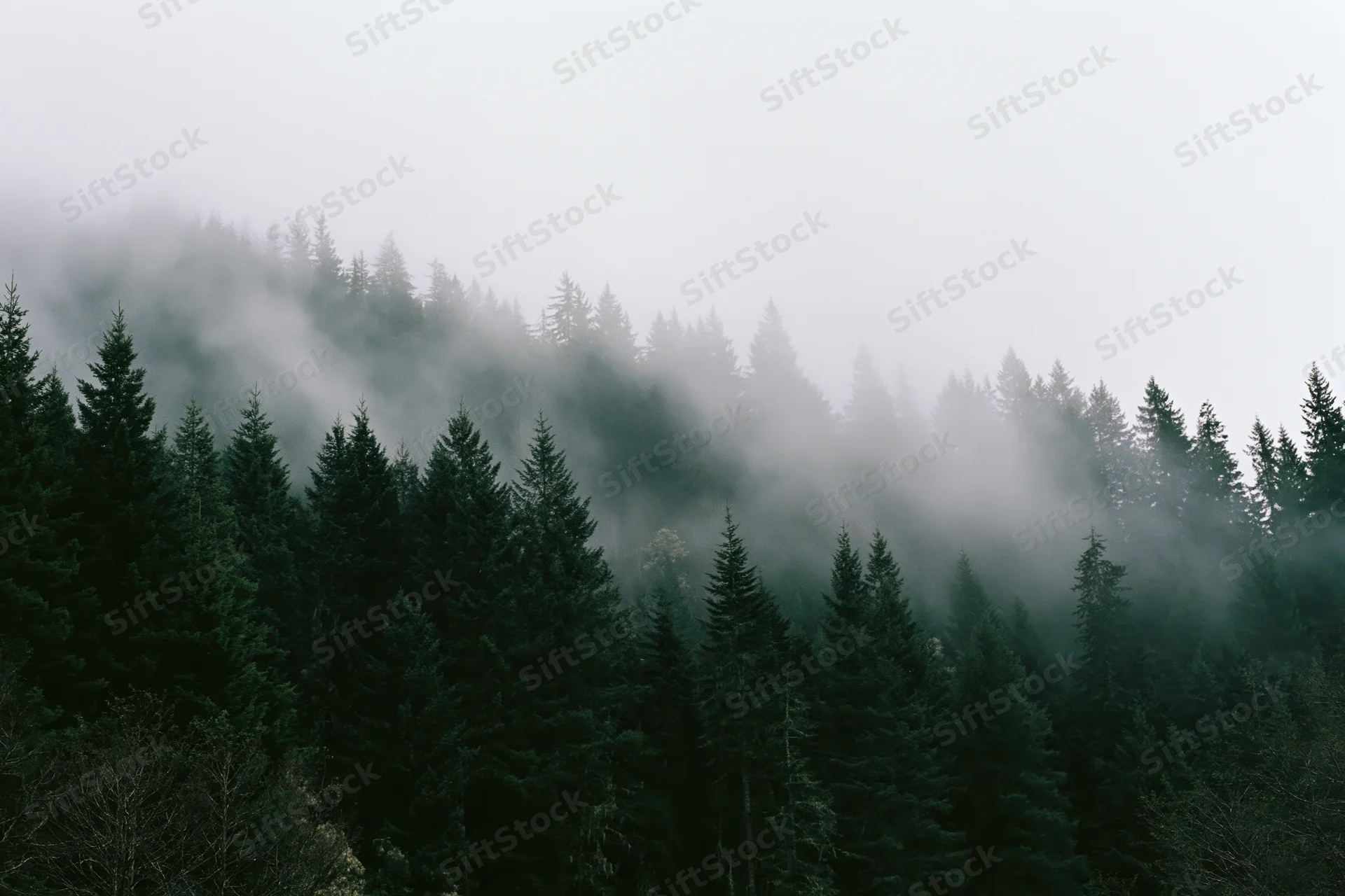 Dense conifer forest blanketed in rolling fog on a mountain slope