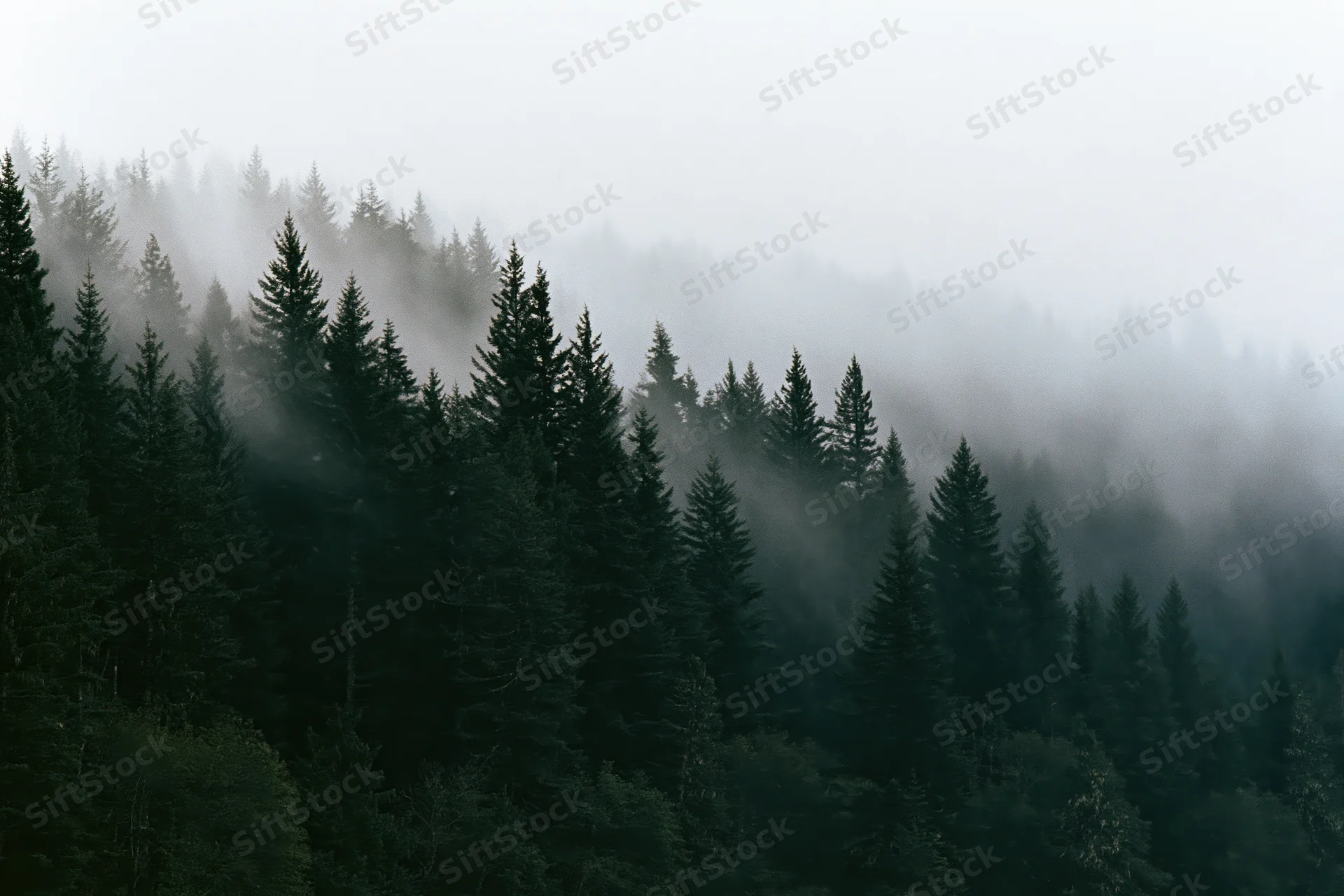 Dense conifer forest blanketed in rolling fog on a mountain slope