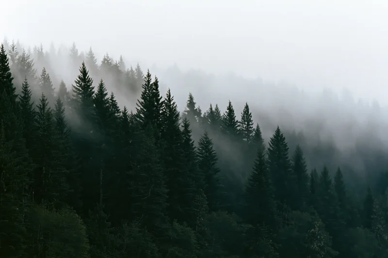 Dense conifer forest blanketed in rolling fog on a mountain slope