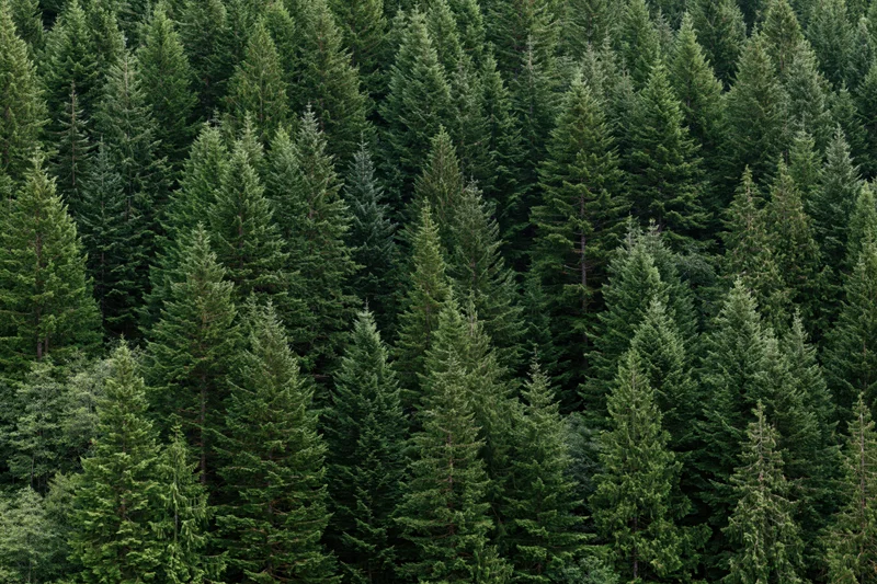 Dense conifer forest viewed from above filling the frame