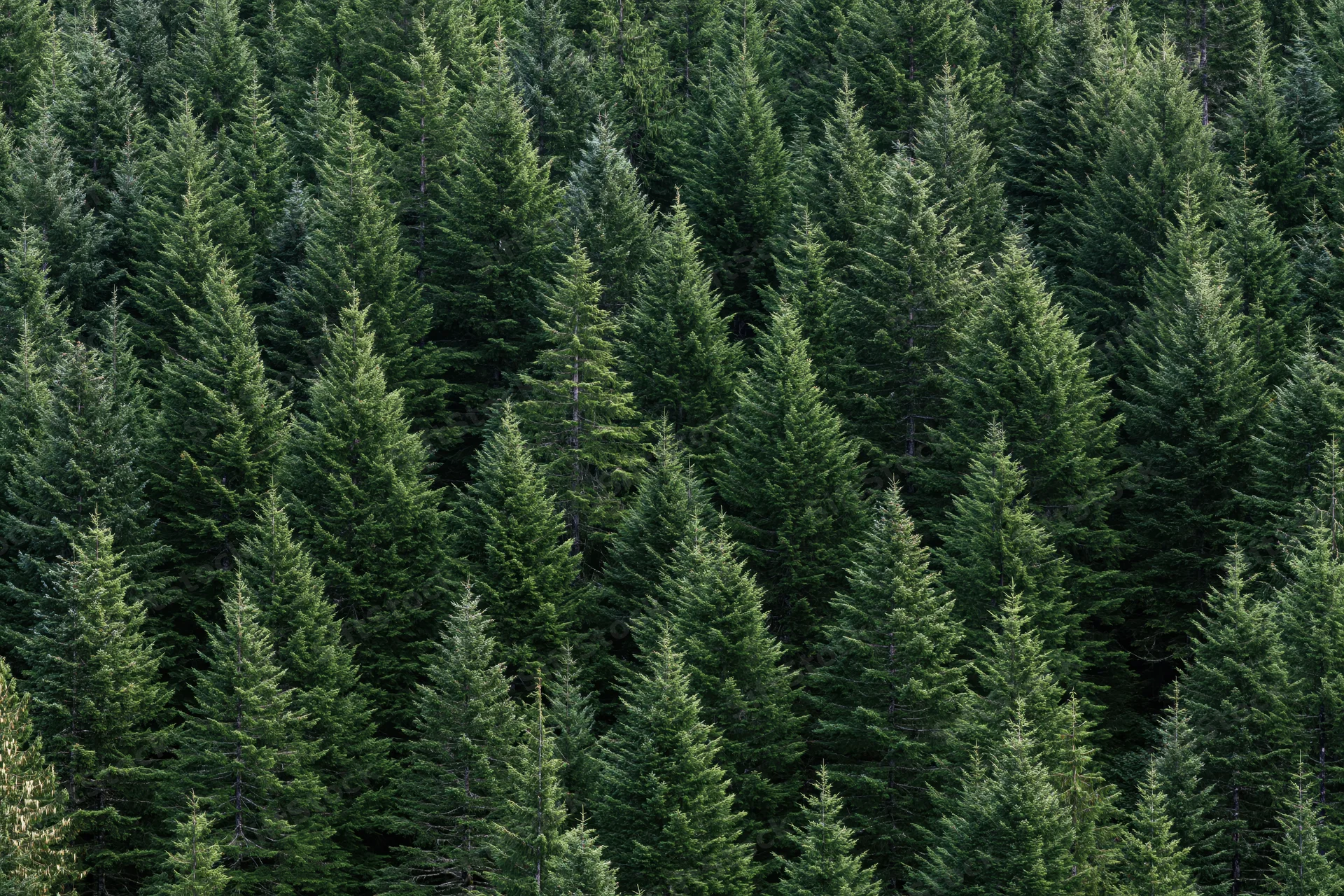 Dense conifer forest filling the frame with tall evergreen trees in natural outdoor setting