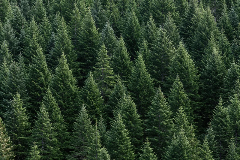 Dense conifer forest filling the frame with tall evergreen trees in natural outdoor setting