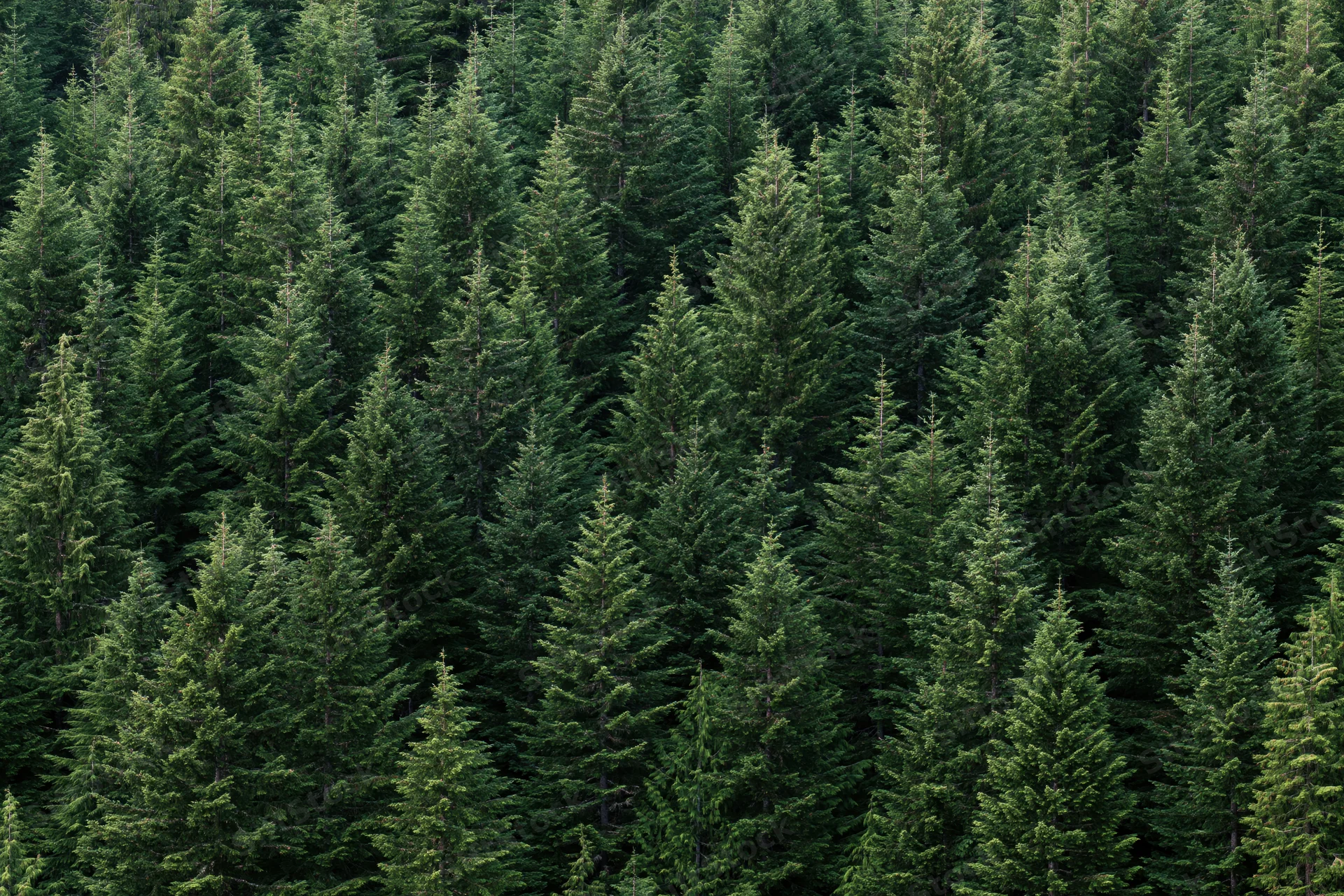 Dense conifer forest filling the frame with tall evergreen trees in natural setting