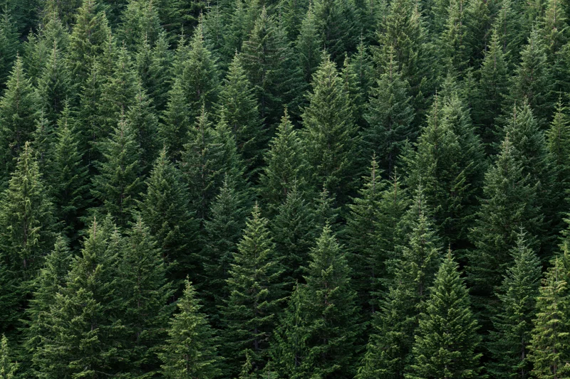 Dense conifer forest filling the frame with tall evergreen trees in natural setting