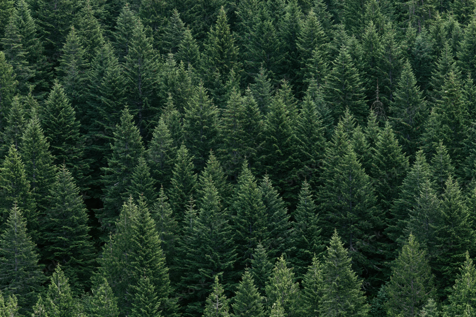 Dense conifer forest viewed from above filling the frame