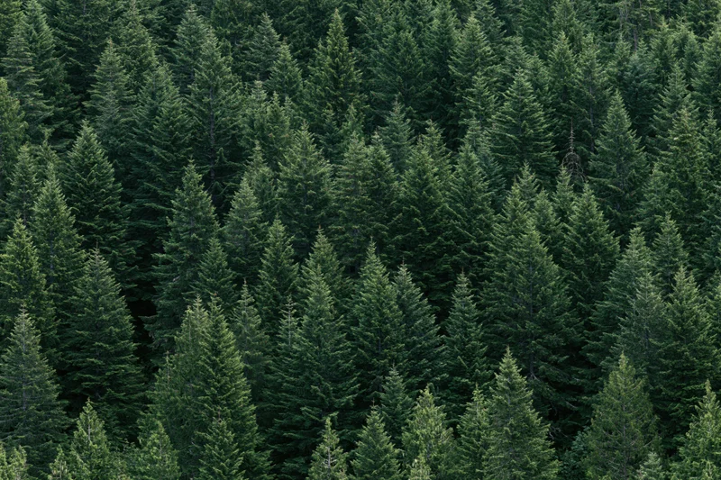 Dense conifer forest viewed from above filling the frame