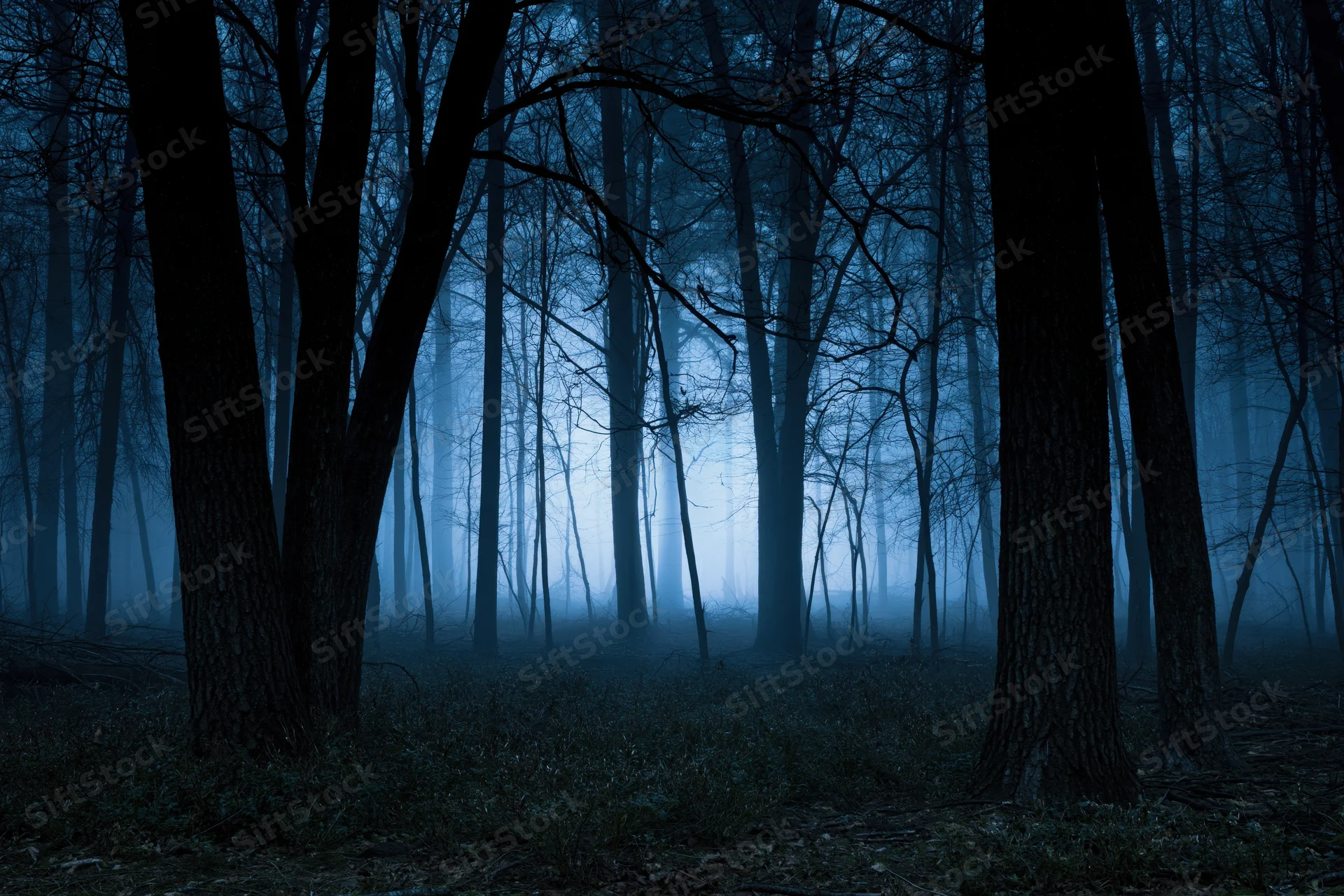Dense bare-branched forest at night shrouded in thick fog