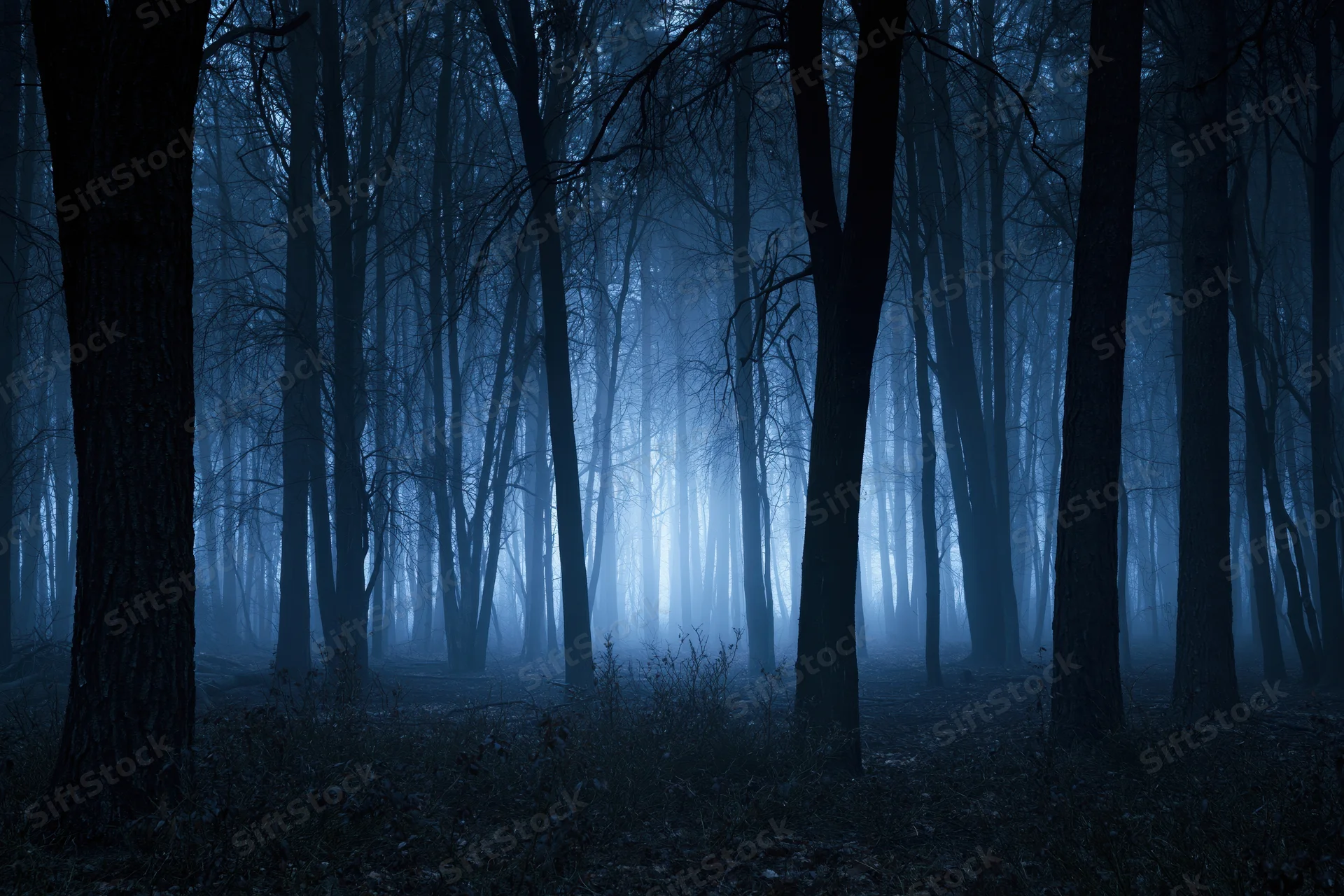 Dense bare-branched forest at night shrouded in thick fog with blue ambient light filtering through trees