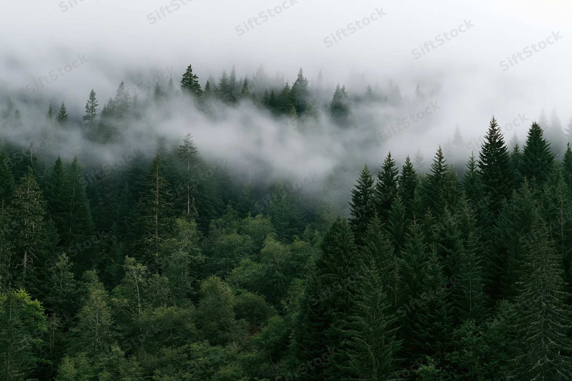 Dense conifer and deciduous forest covering a mountain slope with fog drifting through the treetops