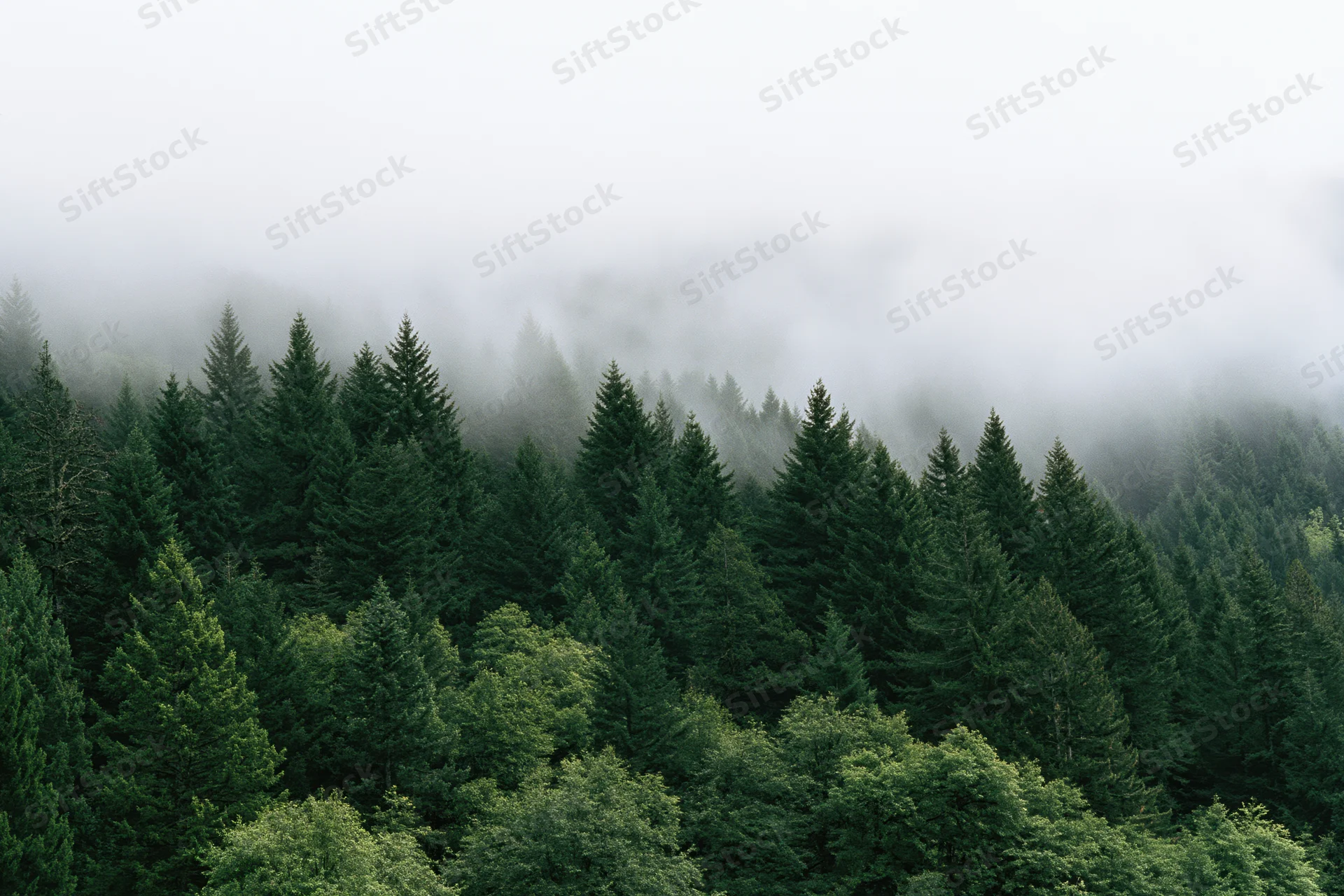 Dense conifer and deciduous forest on a mountain slope covered in fog