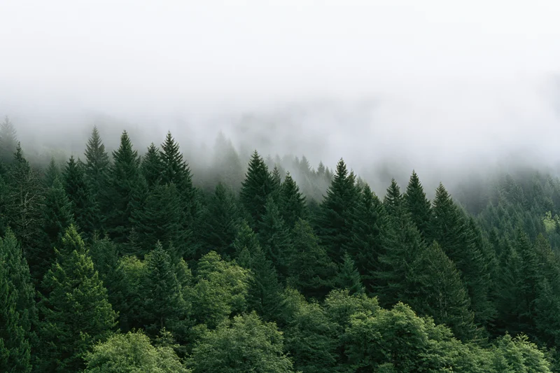 Dense conifer and deciduous forest on a mountain slope covered in fog